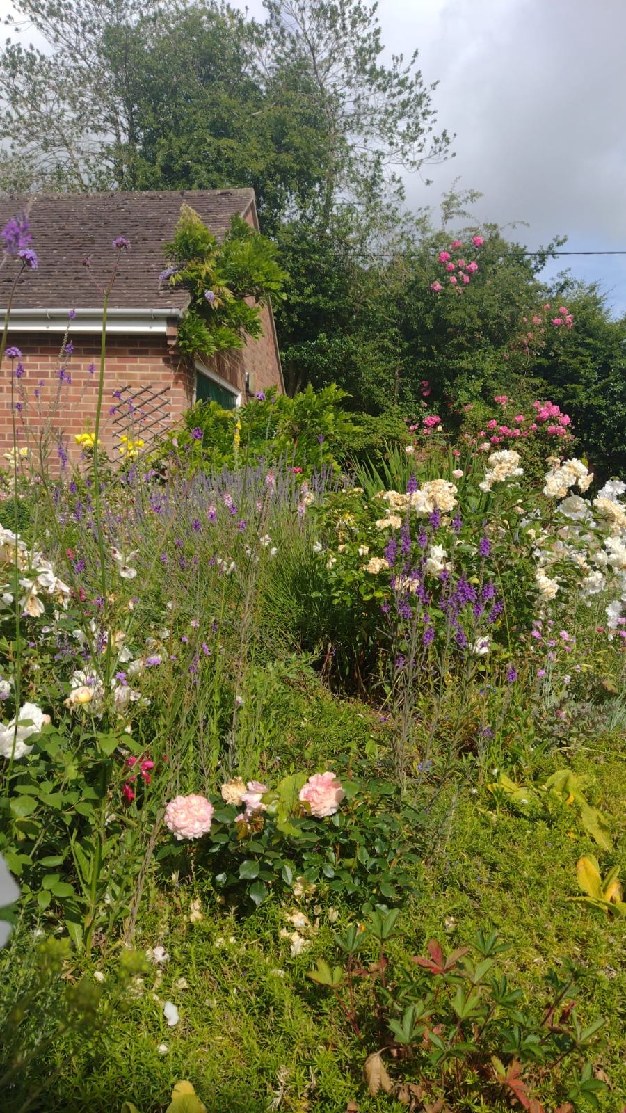 Roses and mixed planting against the house wall